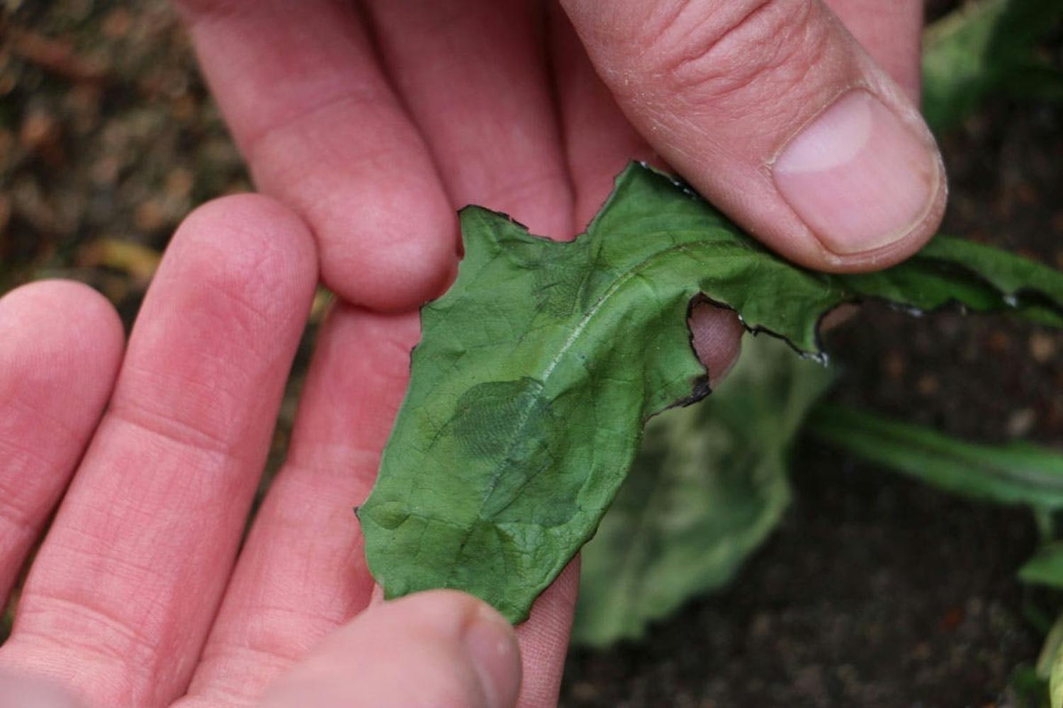 Ugressbrenner: Sjekk om din ugressbrenner har ødelagt celleveggene i bladene Ugressbrenner: Sjekk om din ugressbrenner har ødelagt celleveggene i bladene
